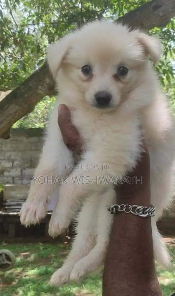 Lion Pomeranian Puppies
