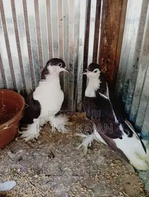புறா
