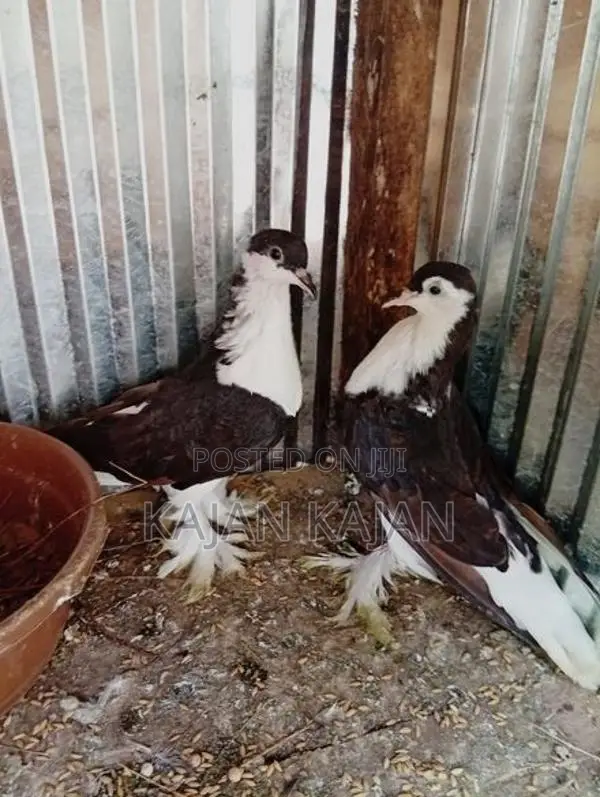 புறா