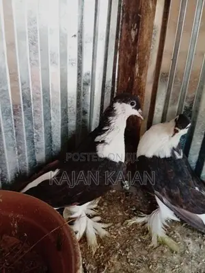 புறா