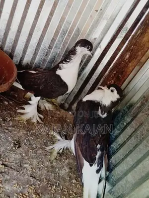 புறா