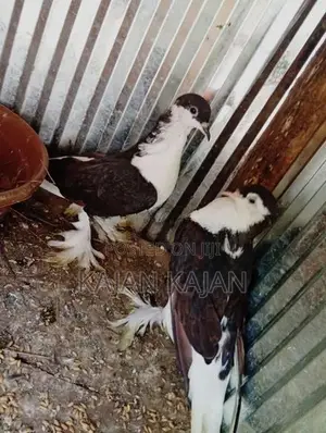 புறா