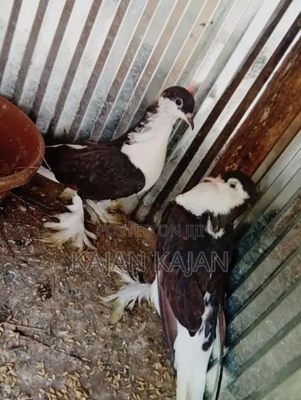 புறா