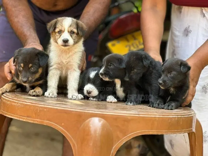 German Shepherd Dog | Puppy