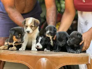 German Shepherd Dog | Puppy