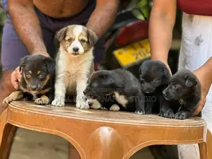 German Shepherd Dog | Puppy