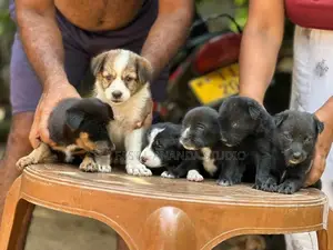 German Shepherd Dog | Puppy