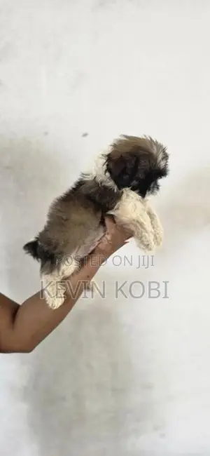 Shih Tzu Puppies