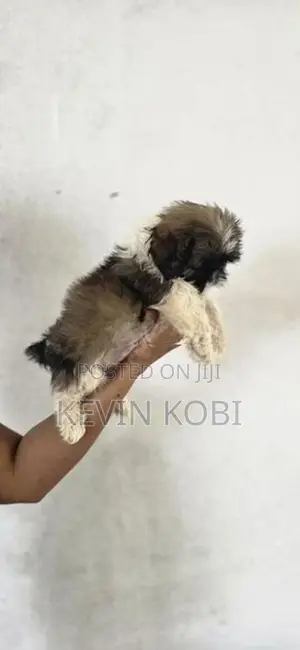 Shih Tzu Puppies