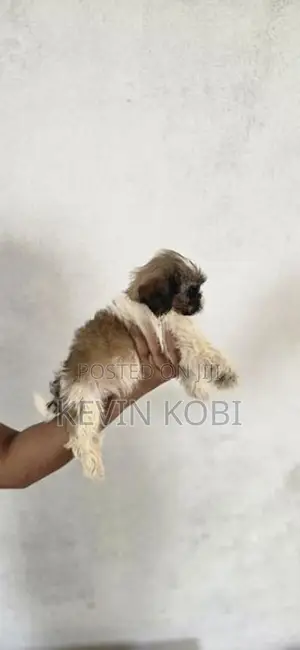 Shih Tzu Puppies