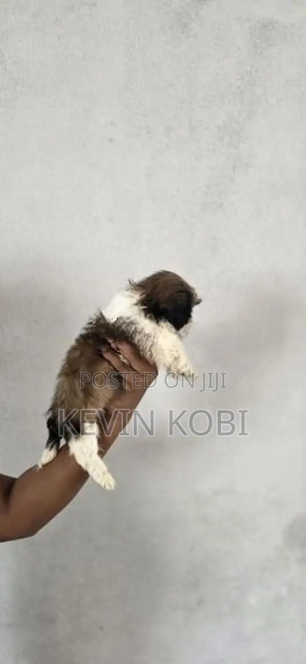 Shih Tzu Puppies