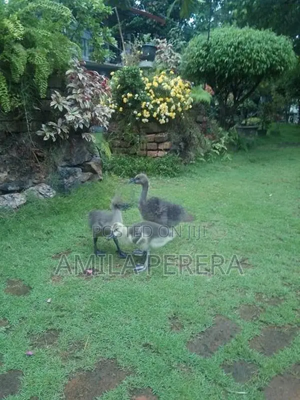Goose