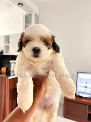 Shih Tzu Puppy