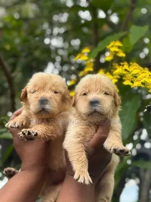 Golden Retriever Puppies