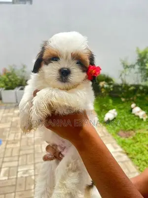 Shih Tzu Puppy