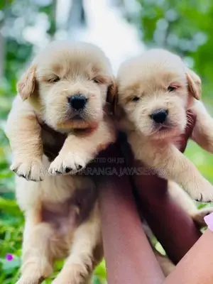 Golden Retriever Puppies