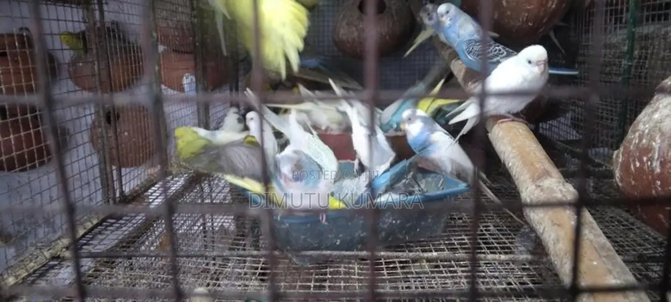 love bads ennawa