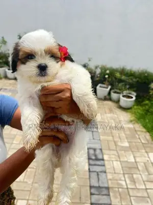 Shih Tzu Puppy