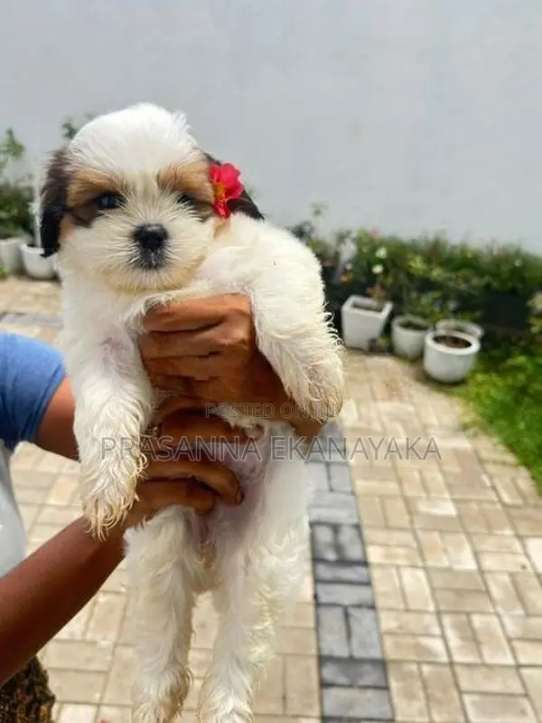 Shih Tzu Puppy