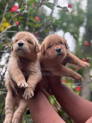 Golden Retriever Puppies