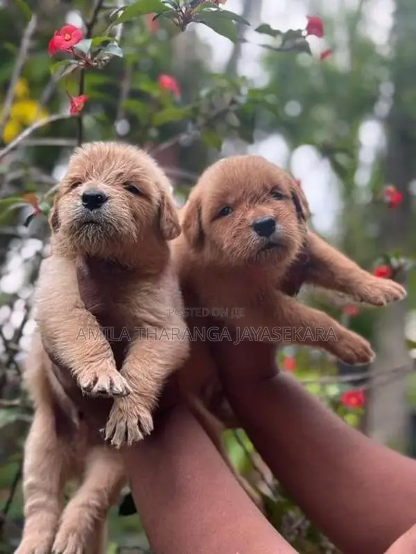 Golden Retriever Puppies