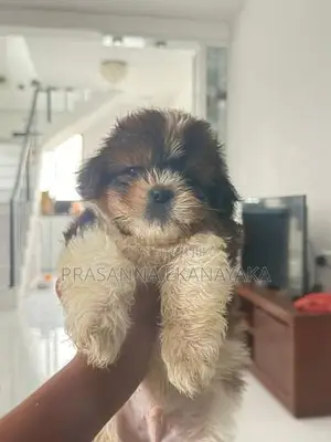 Shih Tzu Puppy