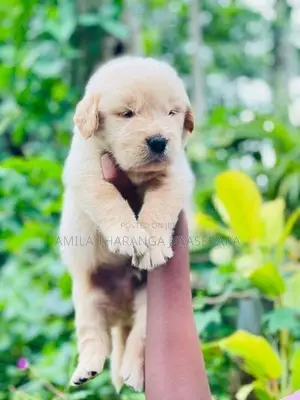 Golden Retriever Puppies