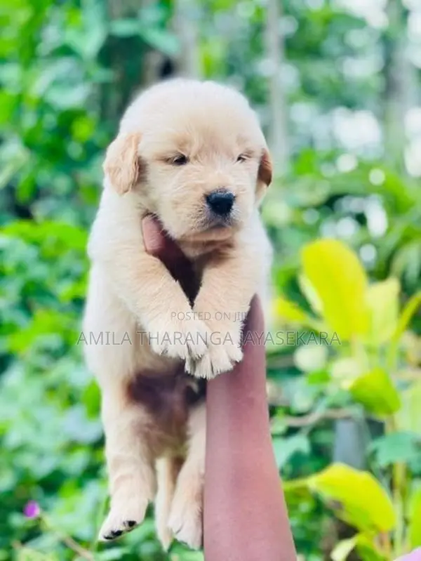 Golden Retriever Puppies
