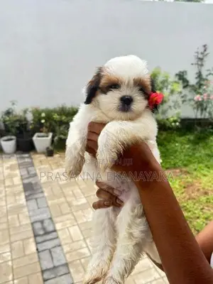 Shih Tzu Puppy