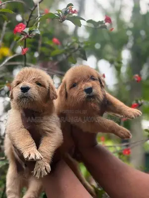 Golden Retriever Puppies
