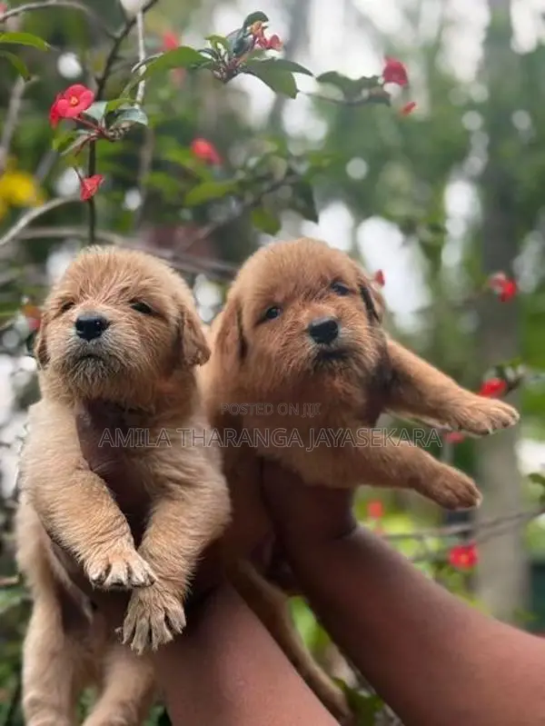 Golden Retriever Puppies
