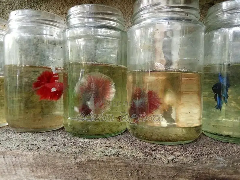 ෆයිබර් මසුන්
