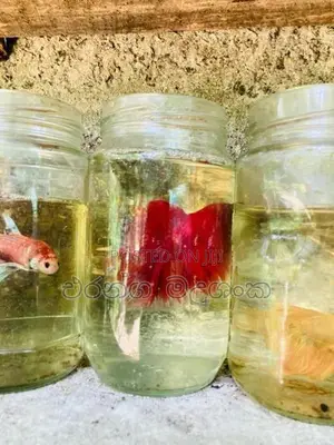ෆයිබර් මසුන්