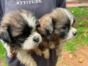 Shih Tzu Puppies