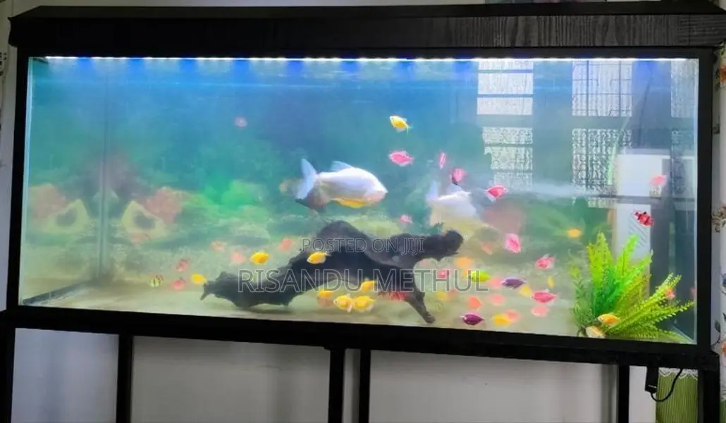 දිග අඩි 4 Fish Tank