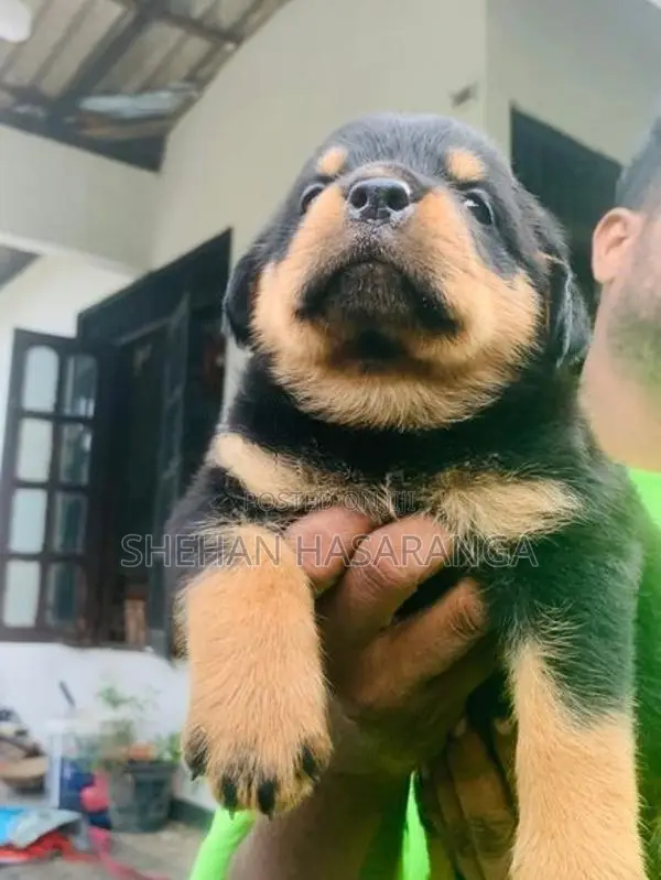 Rottweiler Puppies