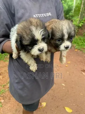 Shih Tzu Puppies