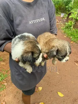 Shih Tzu Puppies