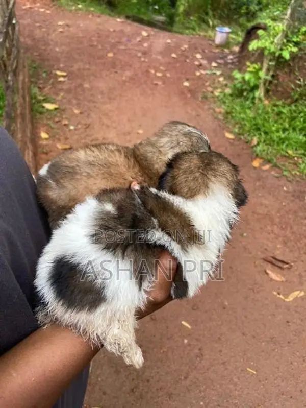 Shih Tzu Puppies