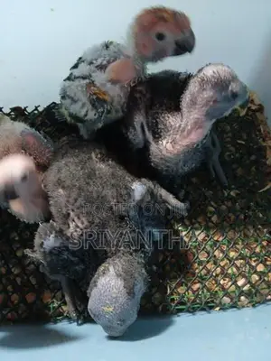 Eclectus Female Chicks