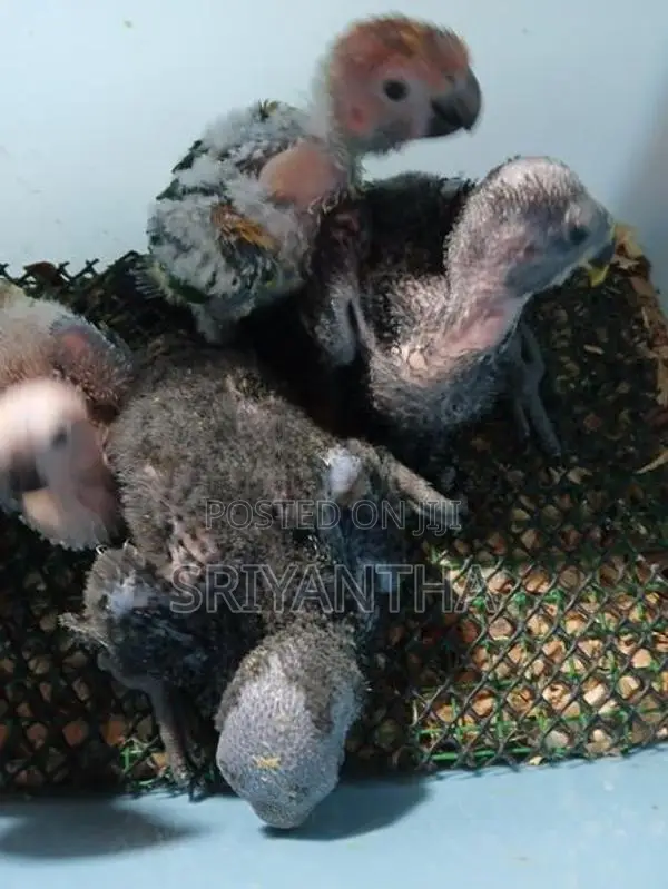 Eclectus Female Chicks
