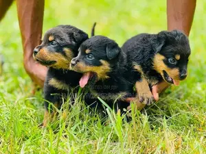 Rottweiler Puppies