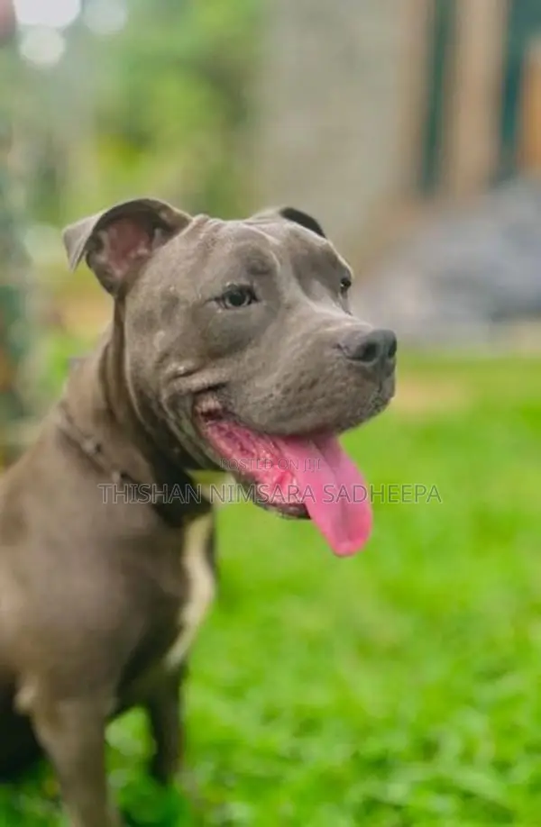 American Bully Puppy