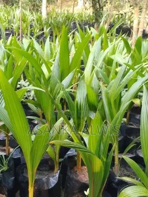 හයිබ්‍රිඩ් පොල් පැළ