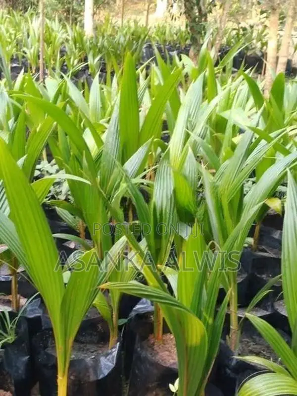 හයිබ්‍රිඩ් පොල් පැළ