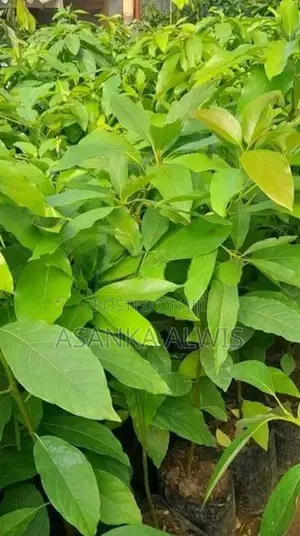 හයිබ්‍රිඩ් අලි පේර පැළ