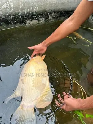 Jam Gurami