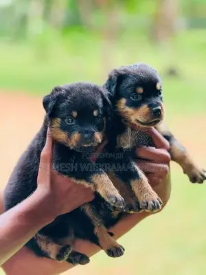 Rottweiler Puppies