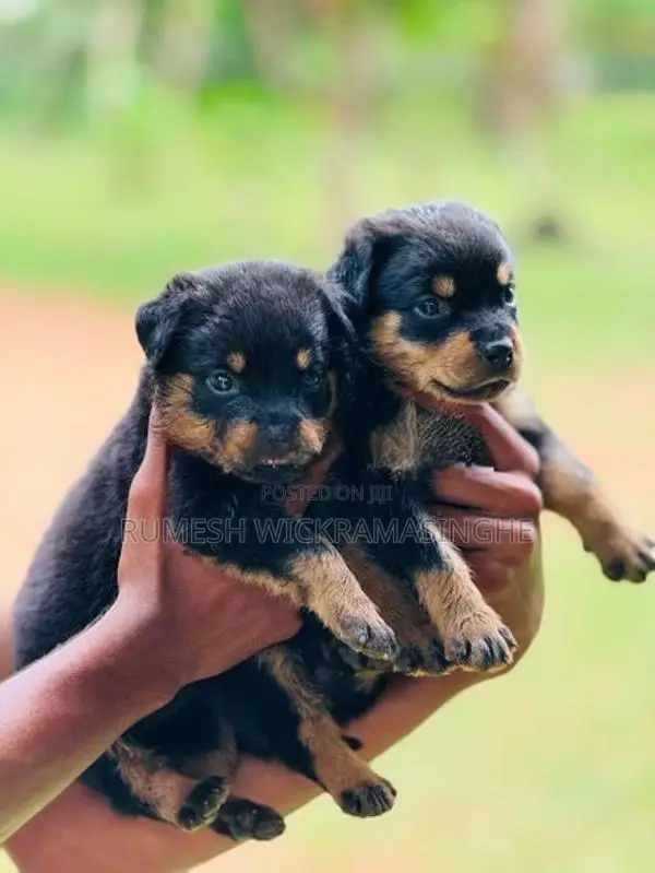 Rottweiler Puppies