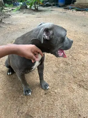 American Bully Puppy